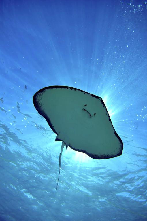 Bohio Dive Resort Cockburn Town Dış mekan fotoğraf